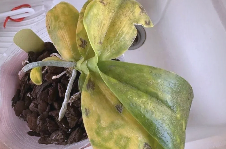 蝴蝶蘭黃葉病原因