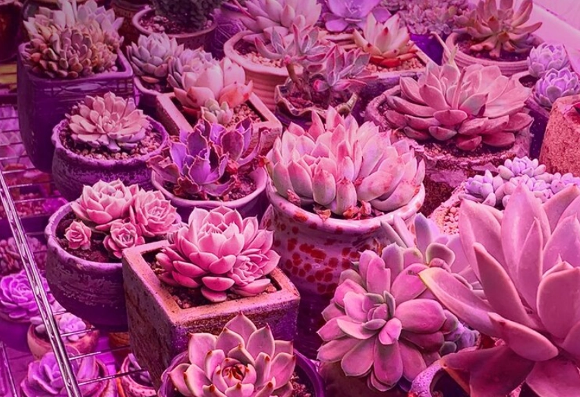 多肉植物人工光源