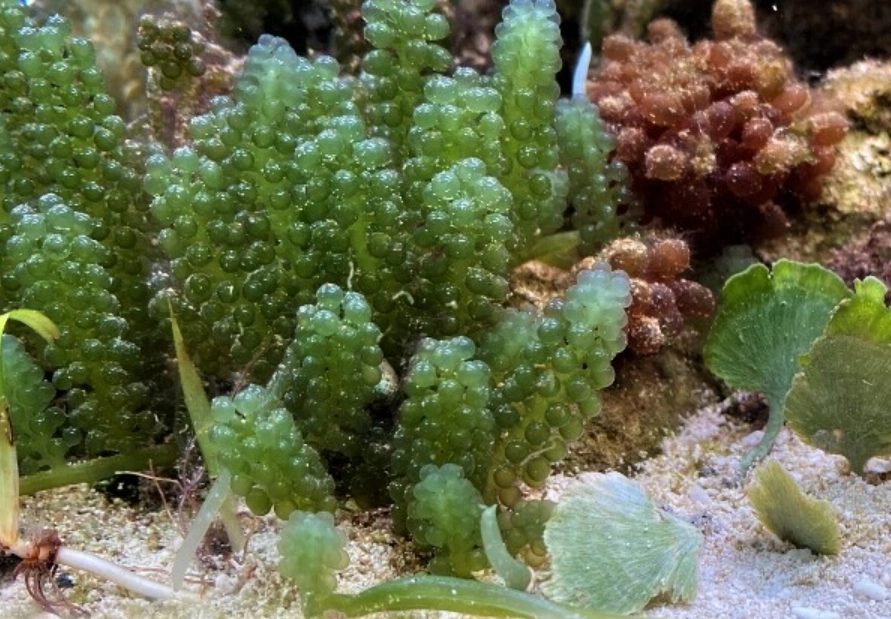 海葡萄生長水質