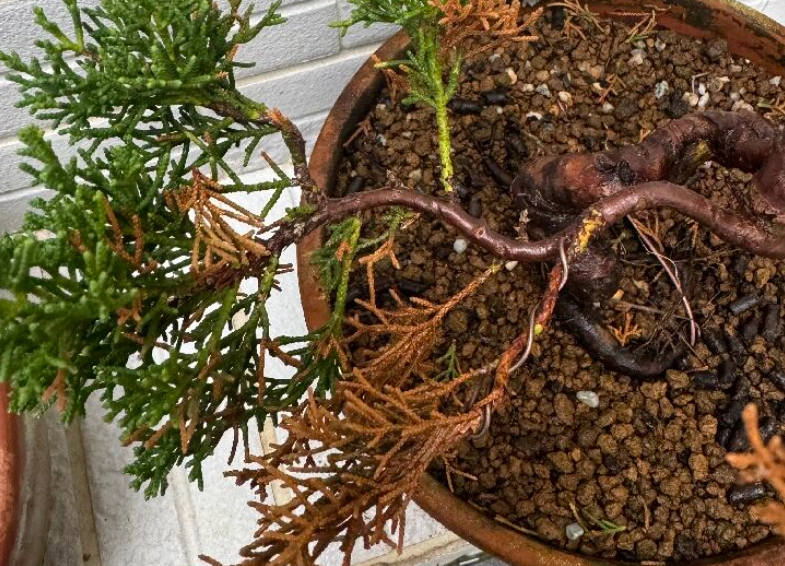 真柏葉子變黃原因