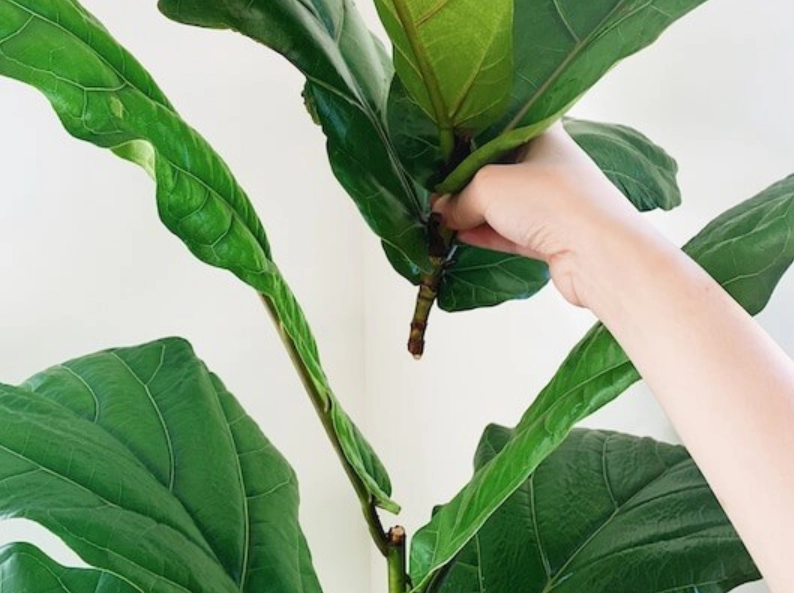 琴葉榕剪枝技巧