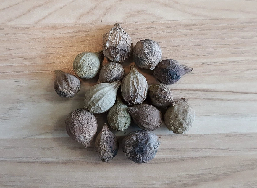 海葡萄種子照顧