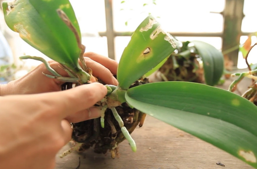 蘭花葉子爛掉預防