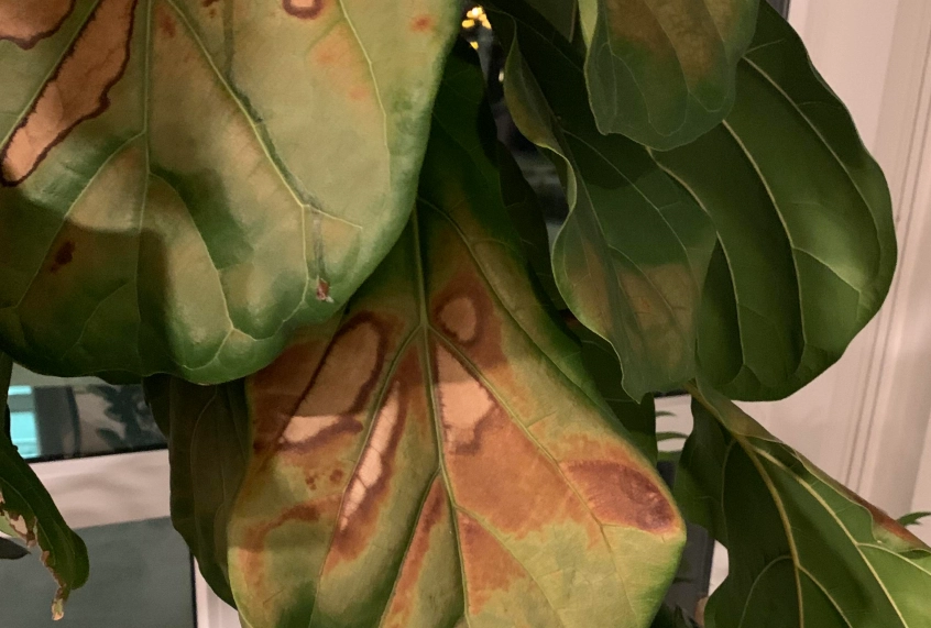 琴葉榕曬傷處理