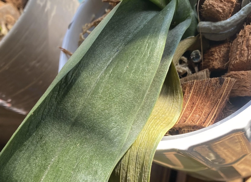 蝴蝶蘭葉子皺皺處理