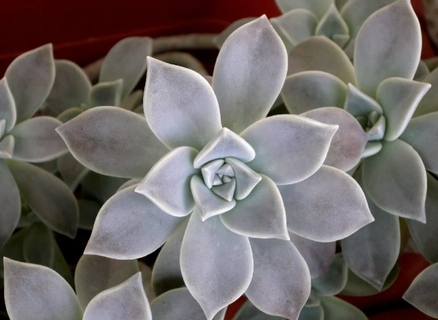 石蓮花澆水方法