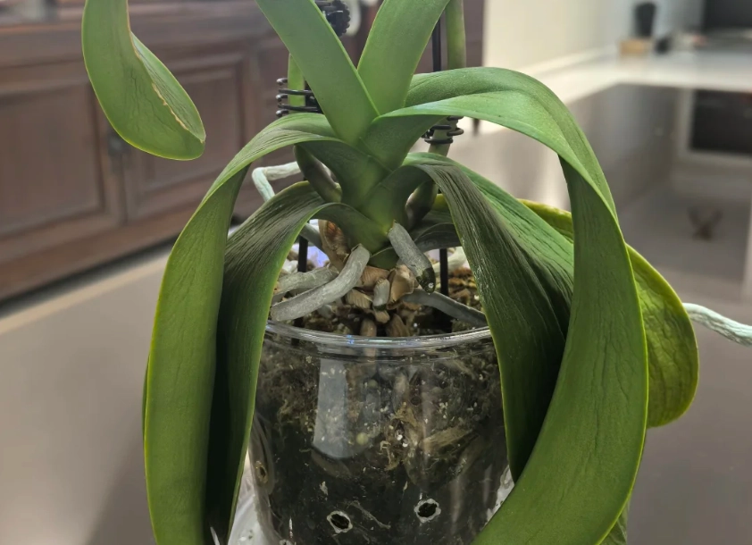 蝴蝶蘭葉子下垂原因