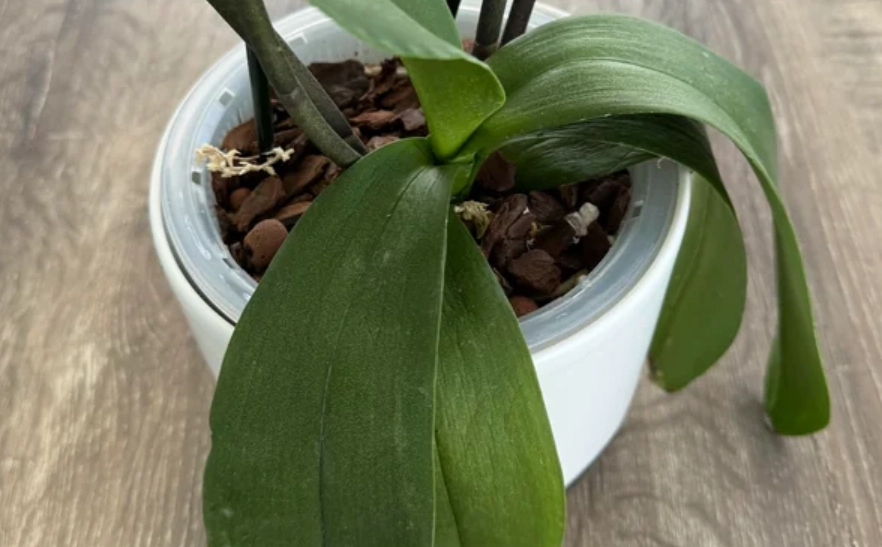 蝴蝶蘭葉子軟化原因