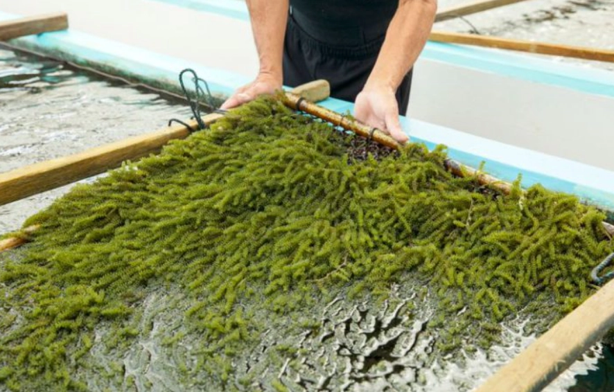 海葡萄種植環境