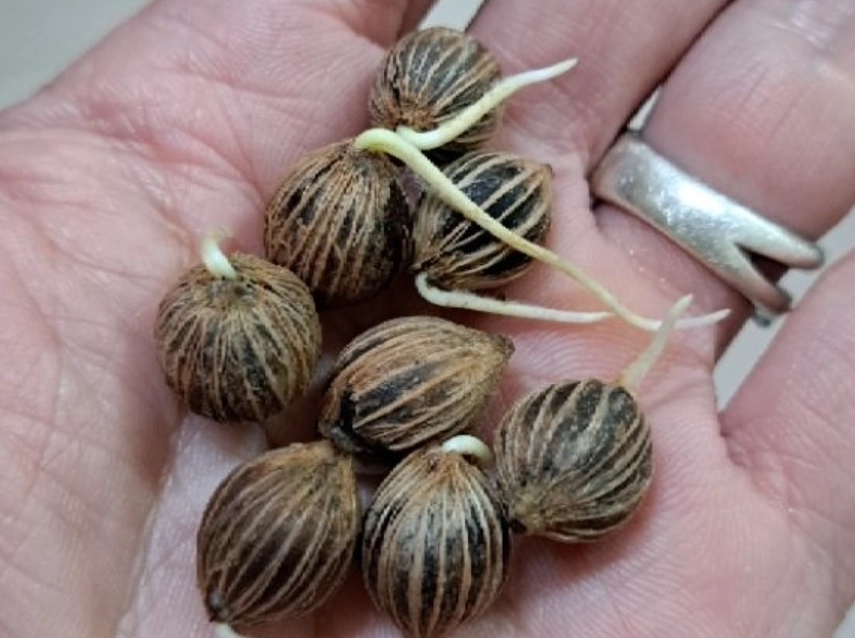 海葡萄種子購買