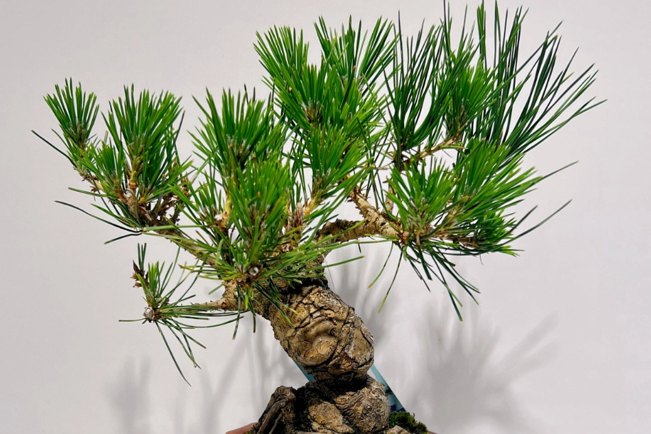 五葉松盆栽