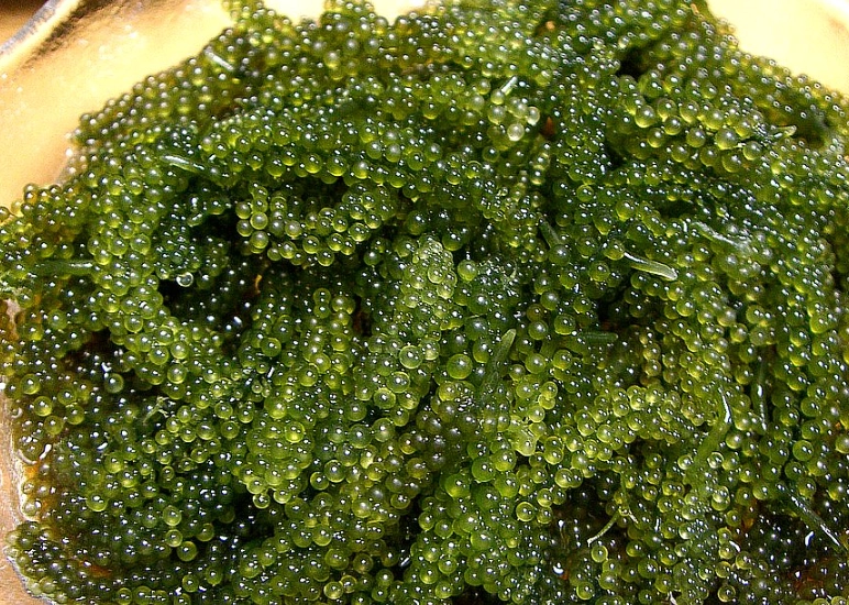 海葡萄寵物零食