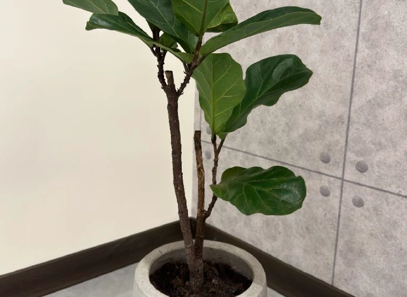 琴葉榕木質化處理