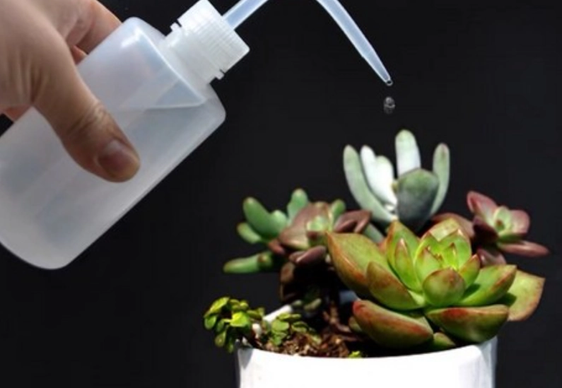 多肉植物澆水方法