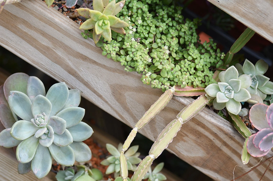 多肉植物石蓮花