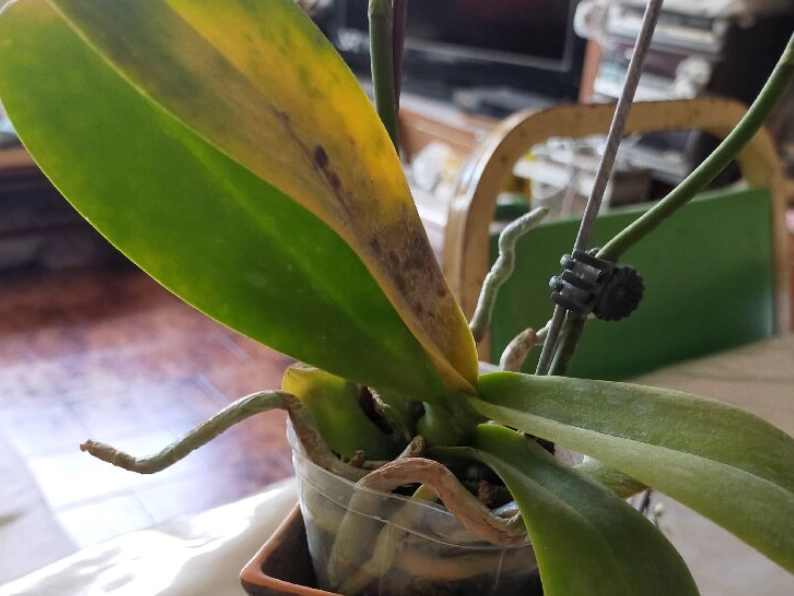 蝴蝶蘭葉子變黃原因