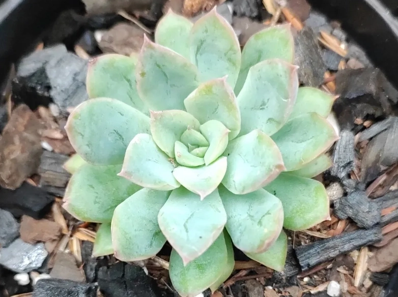 多肉植物室內養護