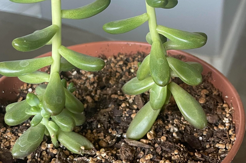 石蓮花徒長原因