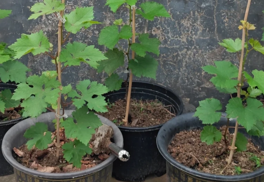 葡萄樹盆栽種植