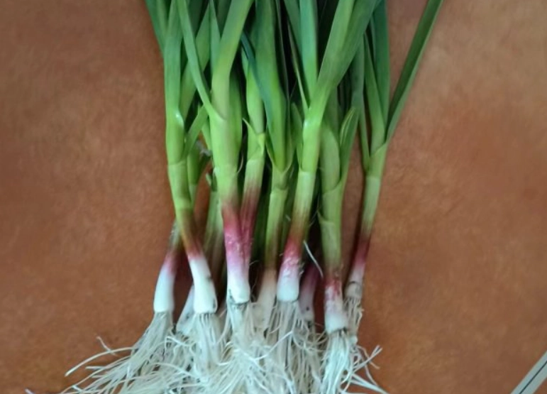 生吃蒜苗好處