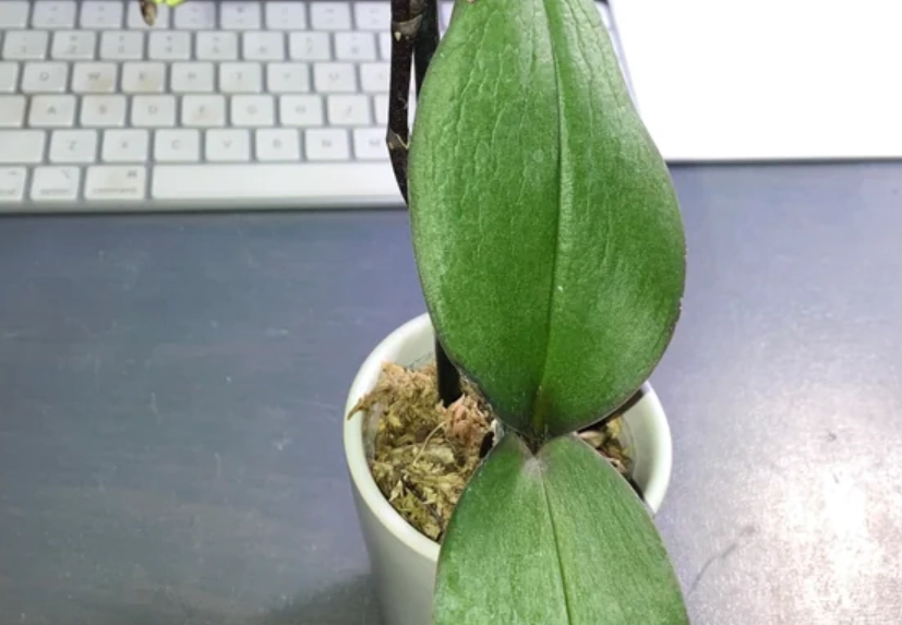 蝴蝶蘭葉子皺皺處理