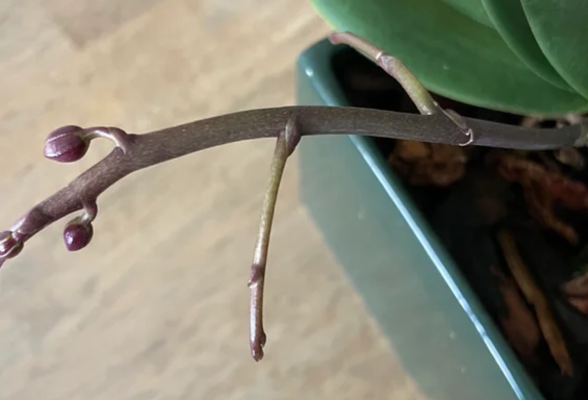 蝴蝶蘭花梗養護