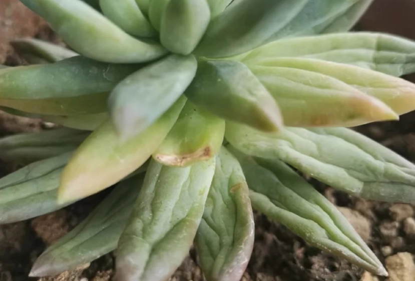 多肉植物澆水方法