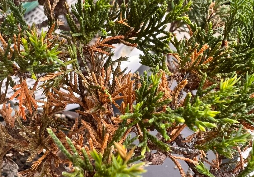 真柏養護日照需求