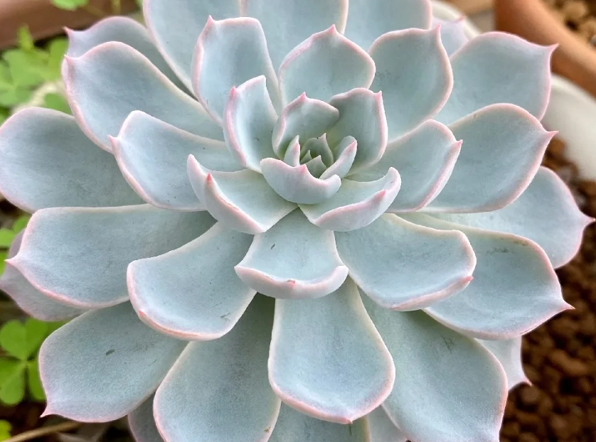 石蓮花澆水頻率