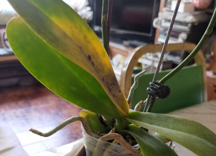 蝴蝶蘭葉子變黃