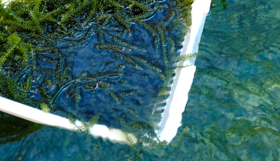 海葡萄生長水質