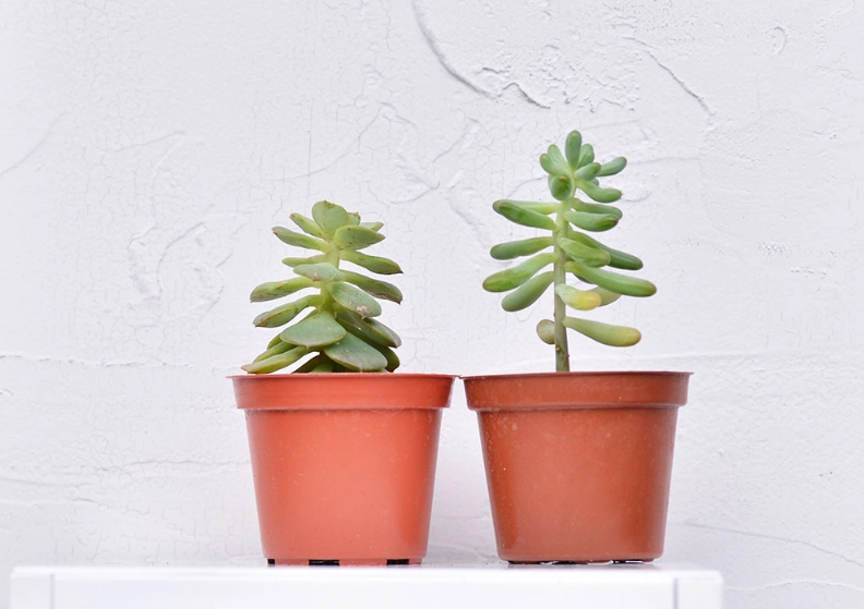 石蓮花徒長原因