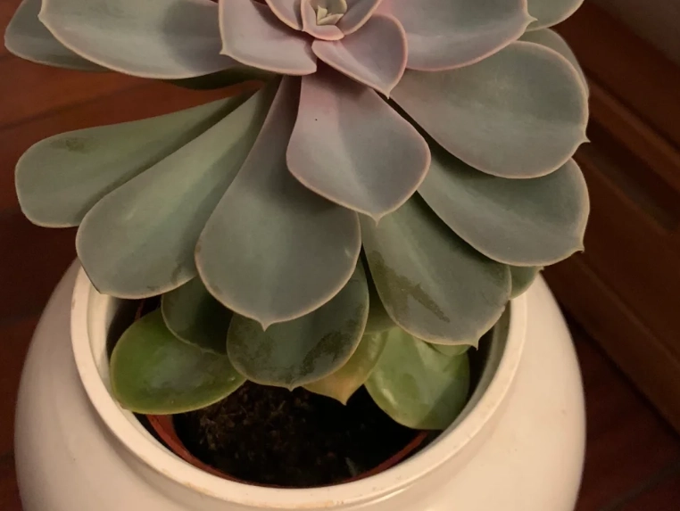 石蓮花徒長處理