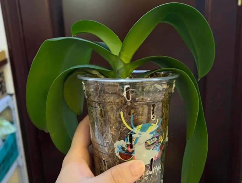 蝴蝶蘭葉子下垂原因