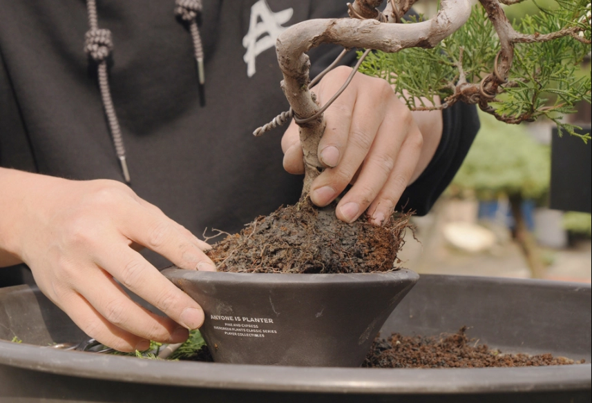 真柏換盆後照顧