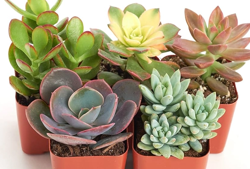 多肉植物種類