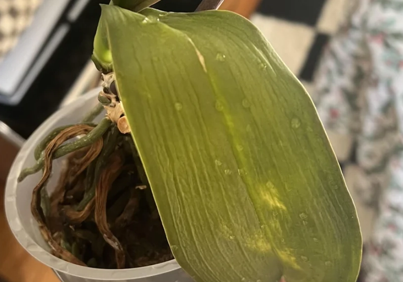 蝴蝶蘭葉子皺皺原因