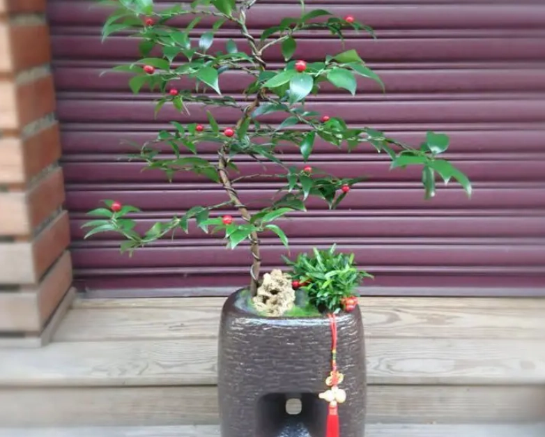 竹柏盆栽病蟲害