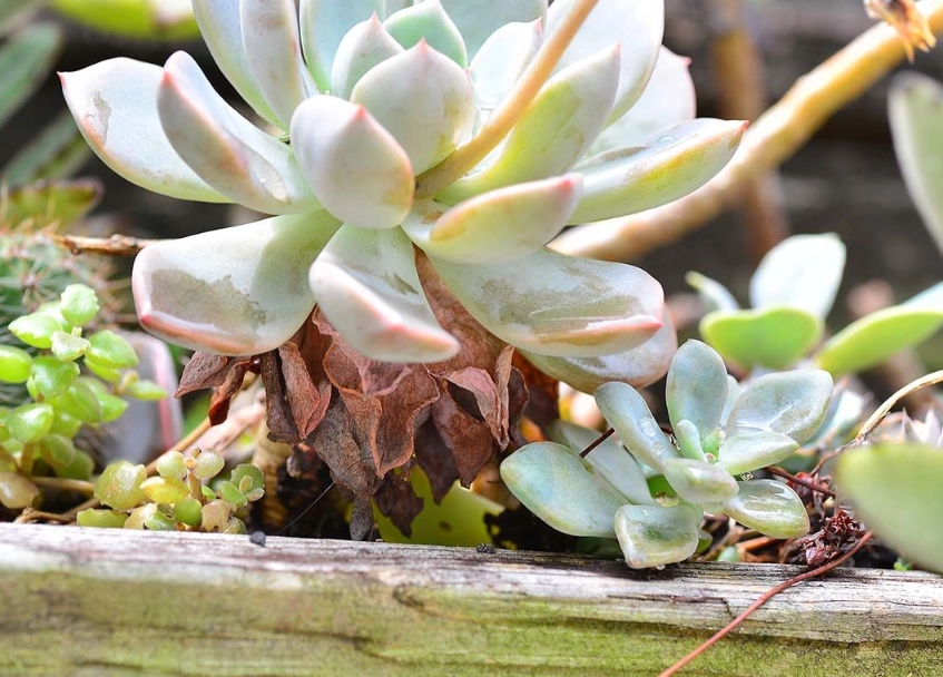 多肉植物養護