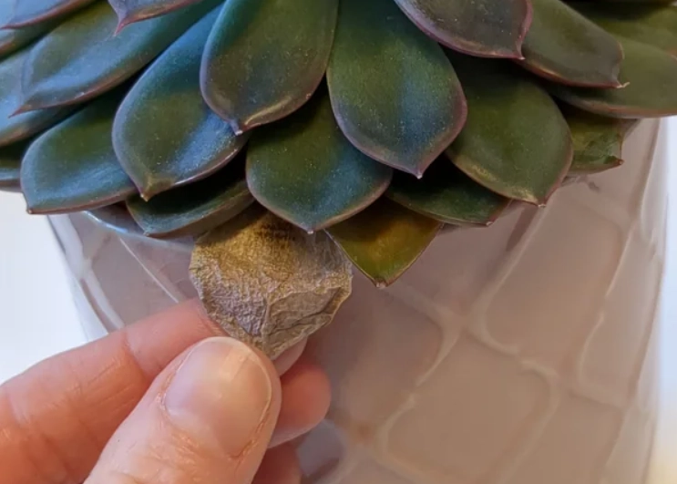 石蓮花枯萎原因