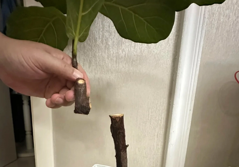 琴葉榕怎麼剪枝