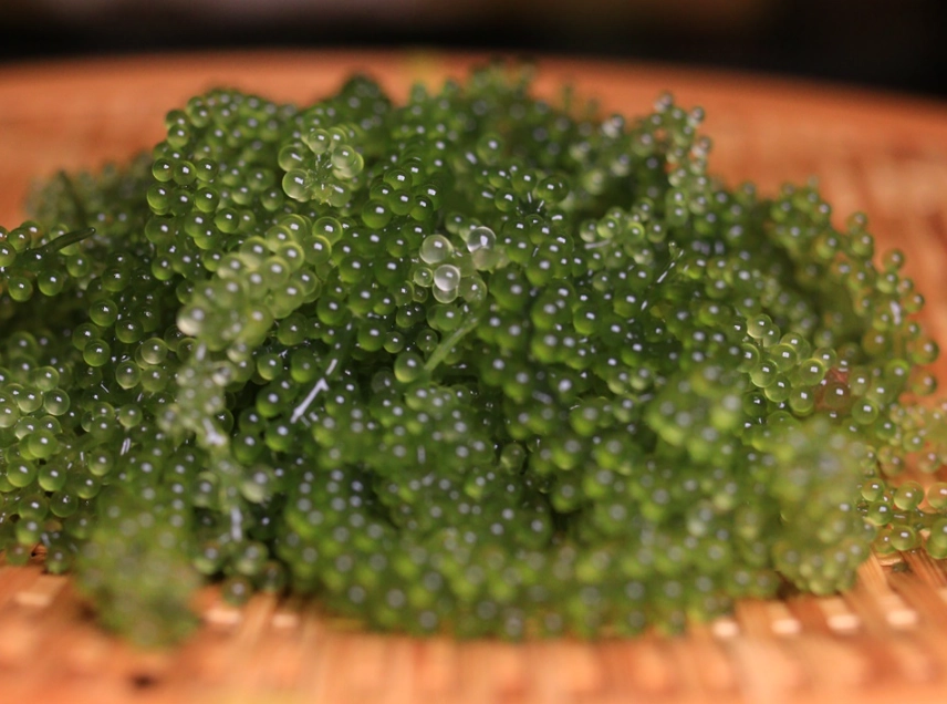 海葡萄營養價值