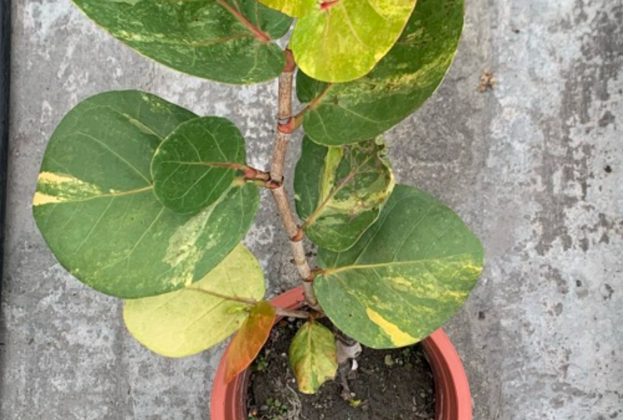 斑葉海葡萄品种