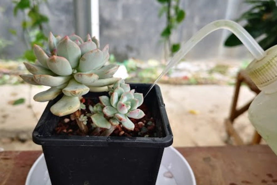 多肉植物澆水頻率
