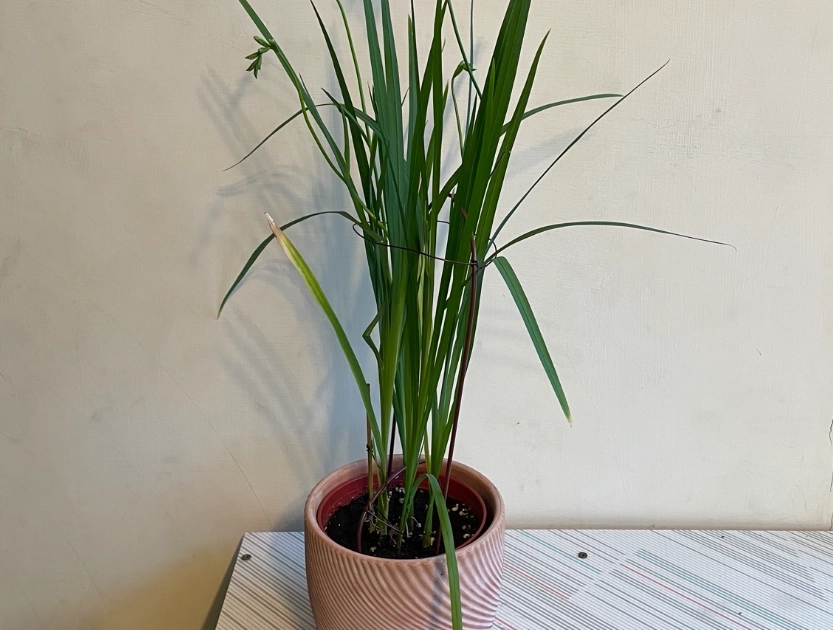 小蒼蘭球根保存