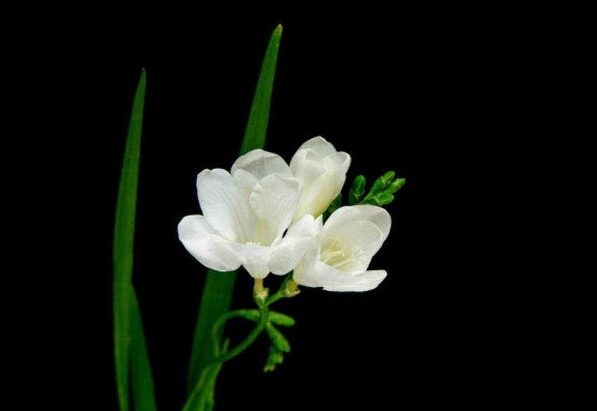 白色小蒼蘭 種植 白色小蒼蘭 種植