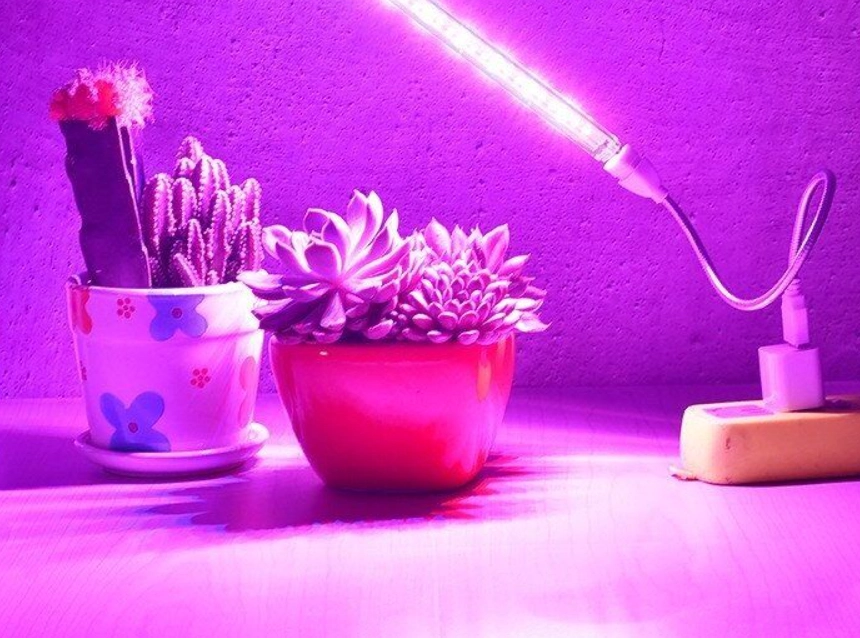 多肉植物人工光源