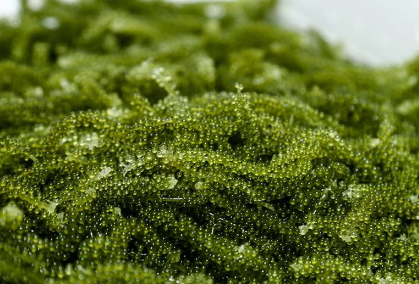 海葡萄寵物零食