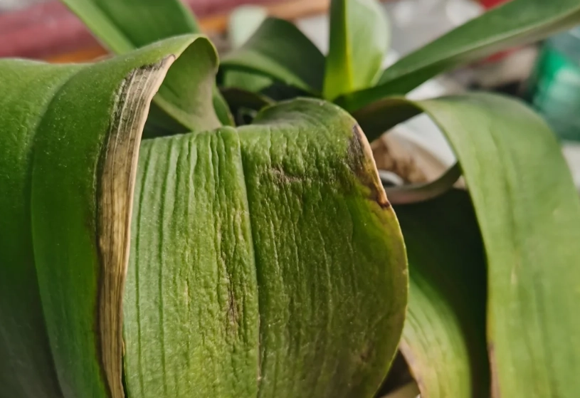 蝴蝶蘭葉子下垂處理