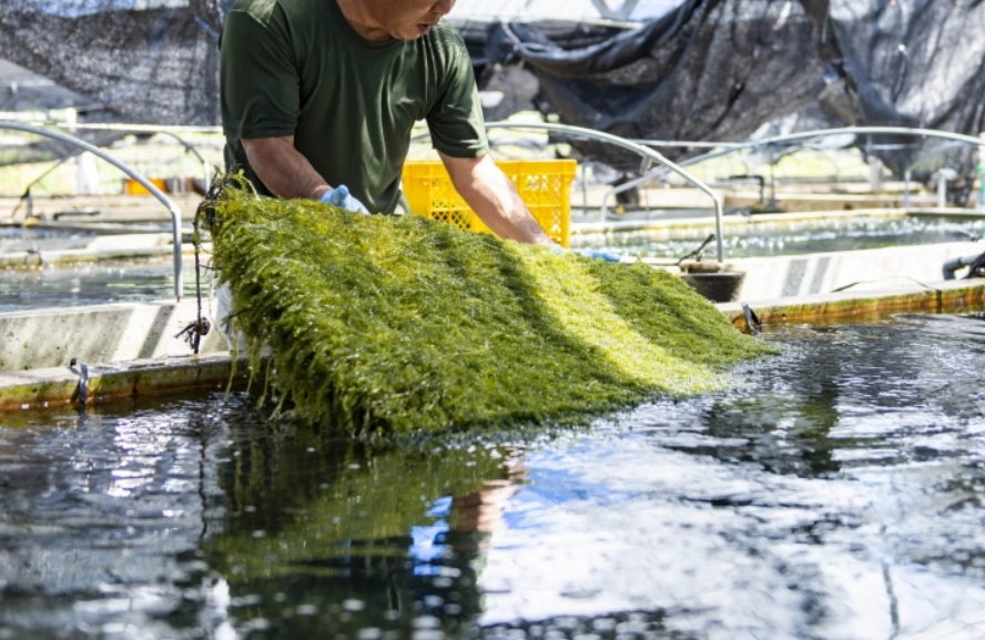 海葡萄種植環境
